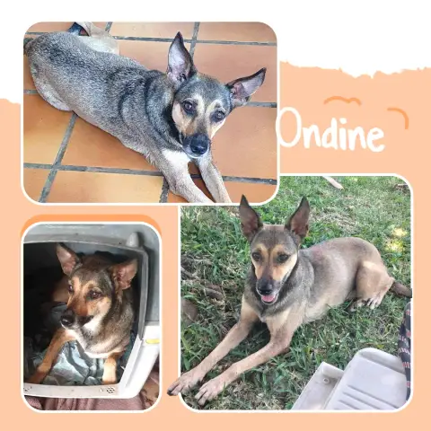 Ondine