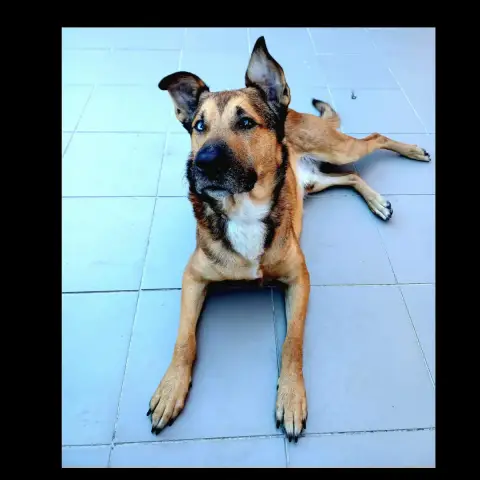 Saïko