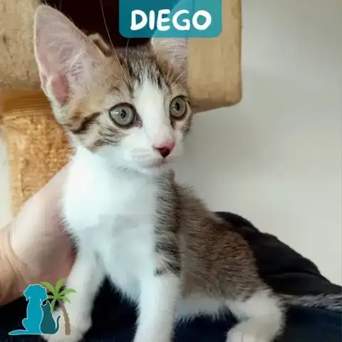 Diego