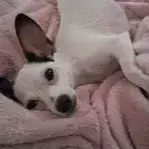 Betsy photo 3