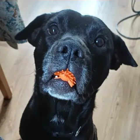 Stella