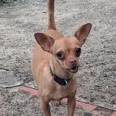 Coco Est Un Gentil photo 2