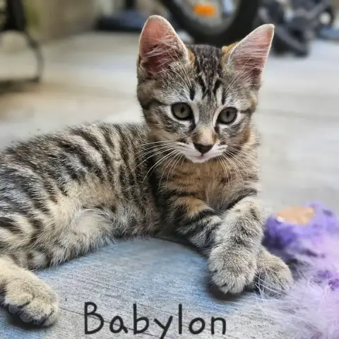 Babylon