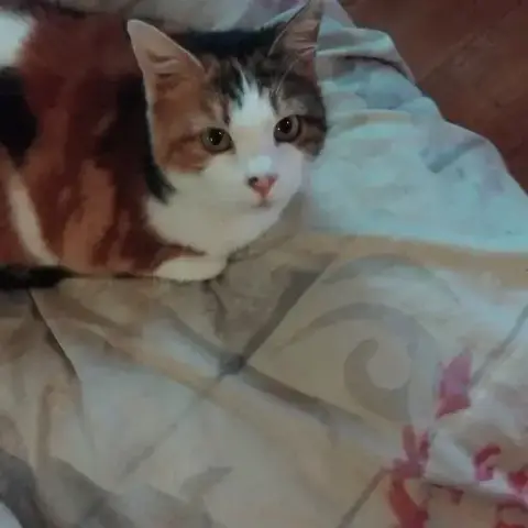 Lisette photo 2