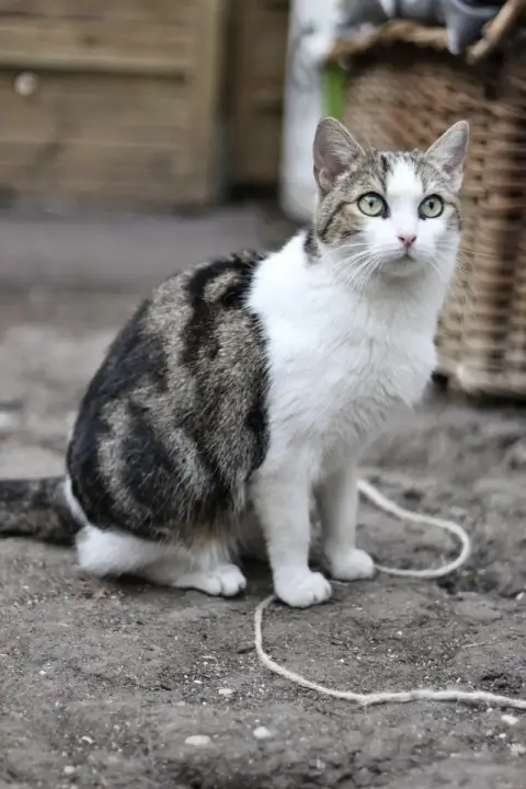 Saya