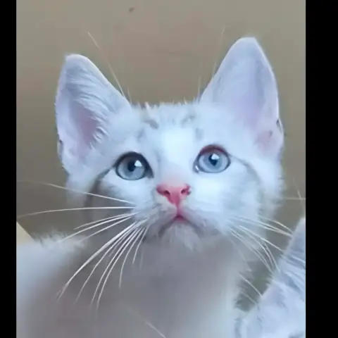 Barbidur