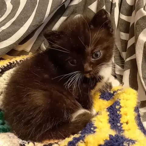 Marley