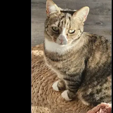 Nala