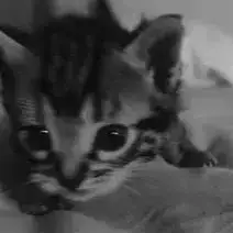 Figaro