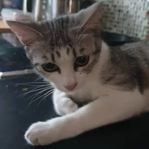 Nala photo 2