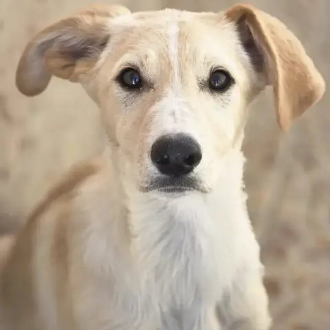 Porthos