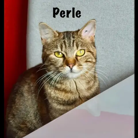 Perle