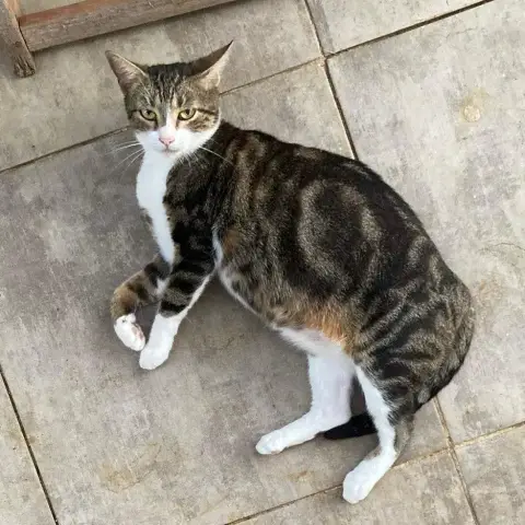 Bonbonette