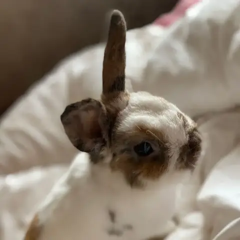 Maurice