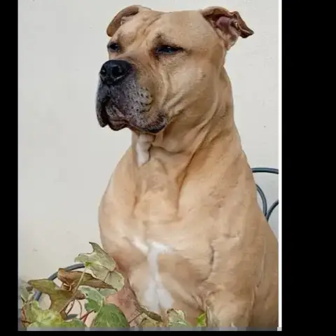 Rex