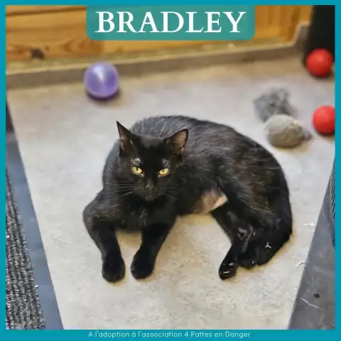 Bradley
