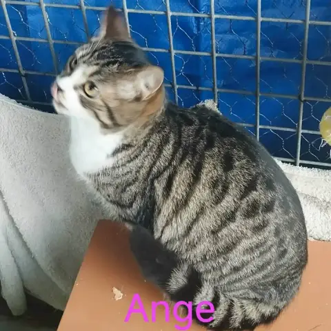 Ange