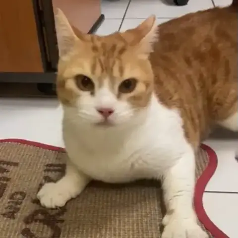 Macchu