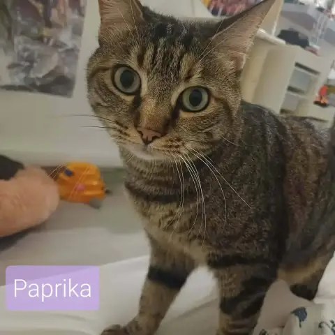 Muscade Et Paprika