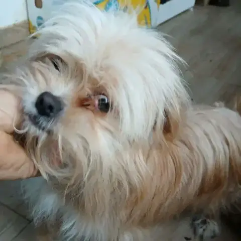 Ludwig