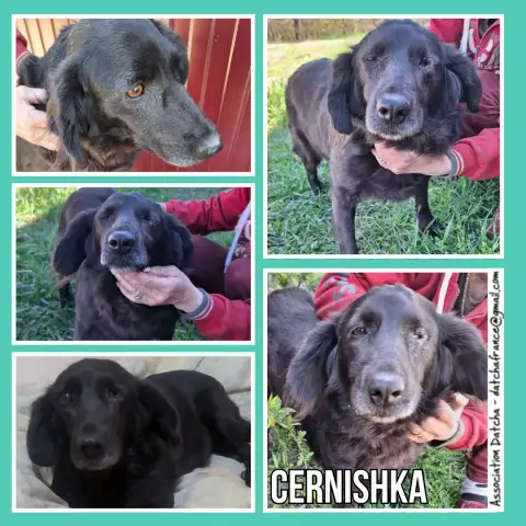 Cernishka