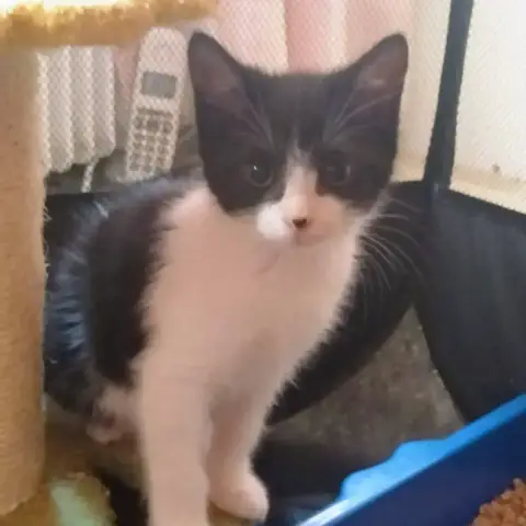 Câline