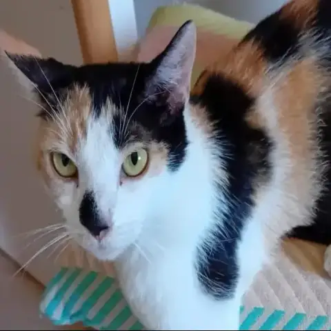 Maïa
