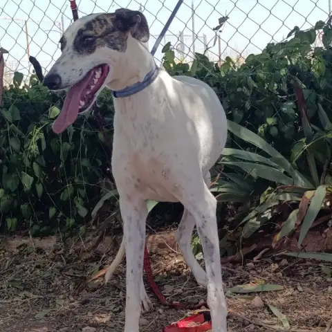 Chelo photo 3