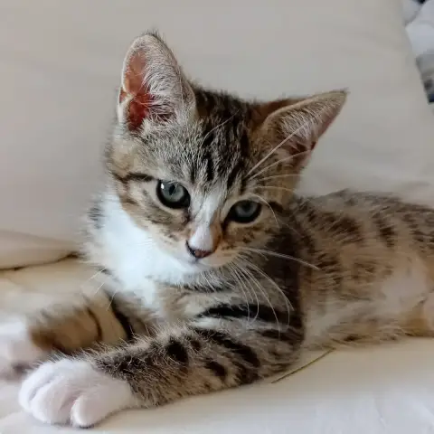 Bianca