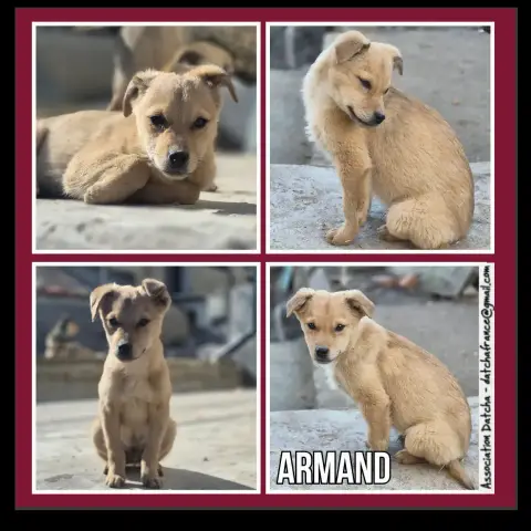 Armand