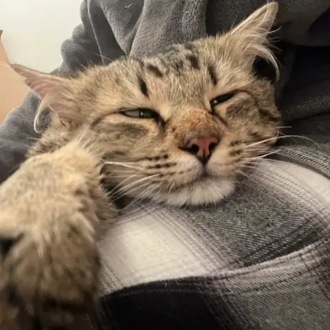 Loki