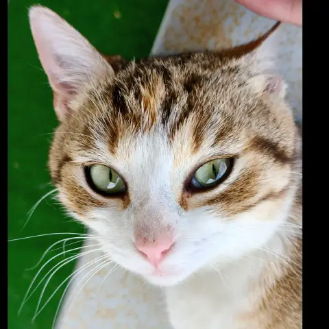 Sally