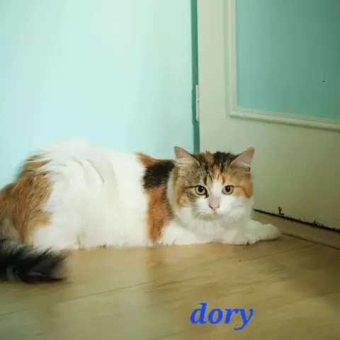 Dory photo 3