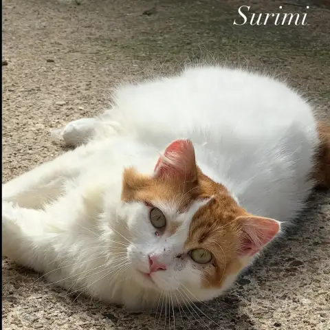 Surimi