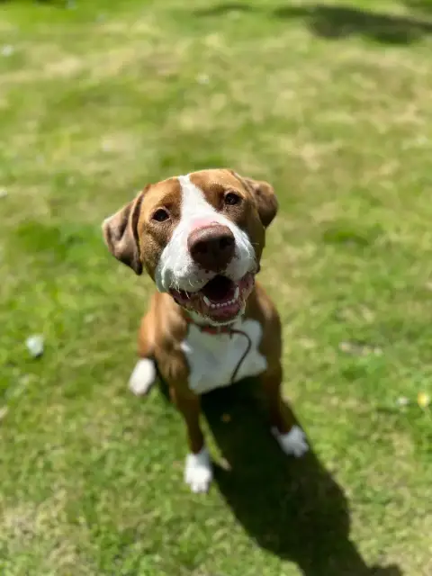 Junior