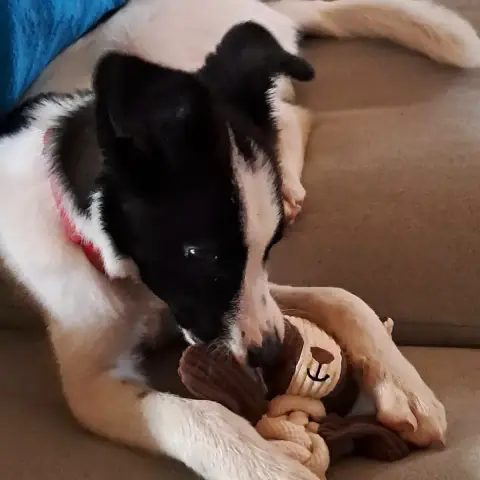 Brenus photo 3