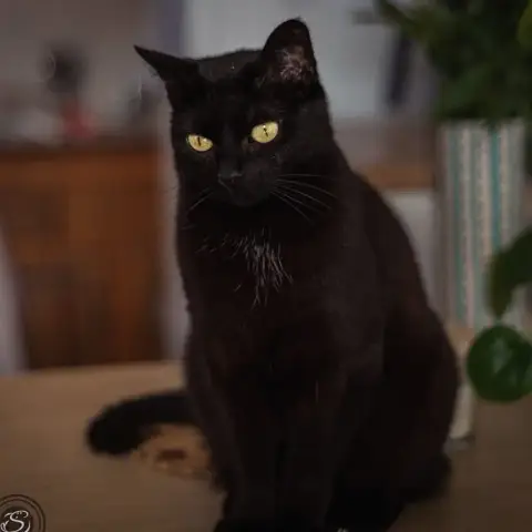 Rasta