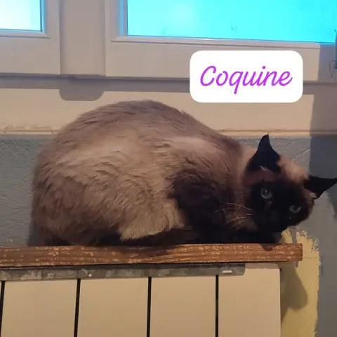 Coquine