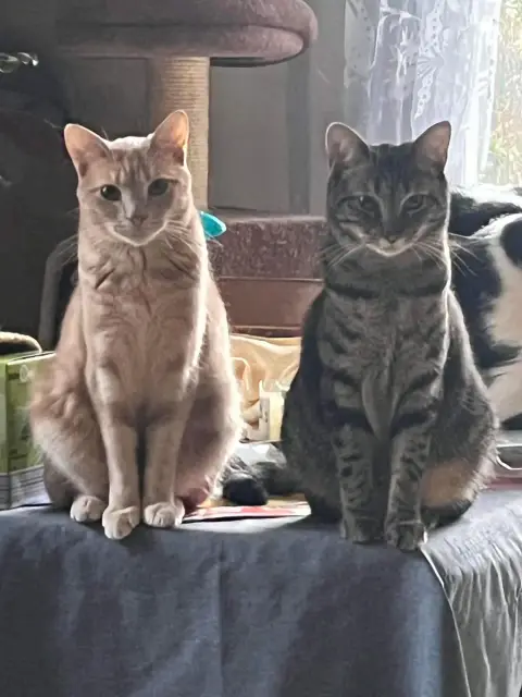 Pollux & Shuri