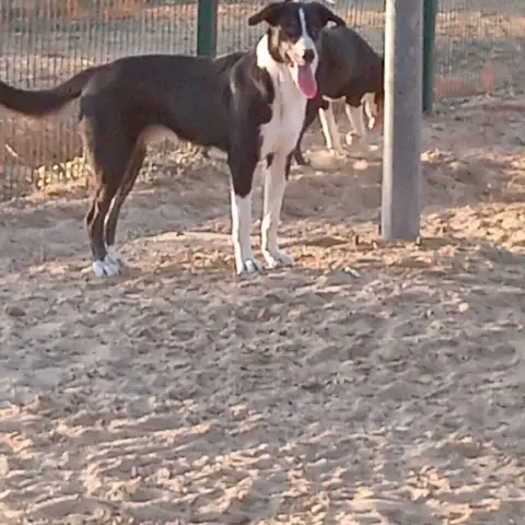 Max photo 2