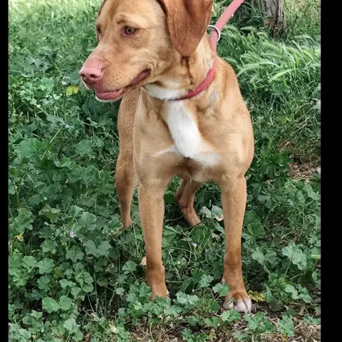 Nala