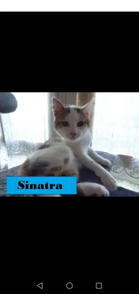 Sinatra