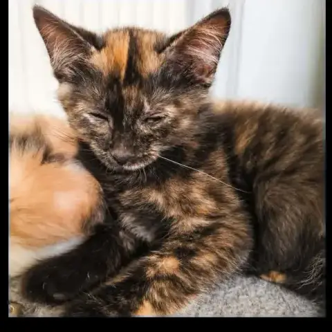 Zalia