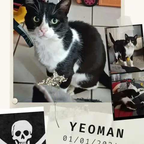 Yeoman photo 3