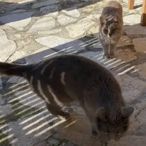 Mimine Et Razmoket