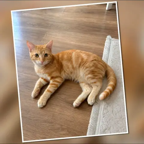 Simba
