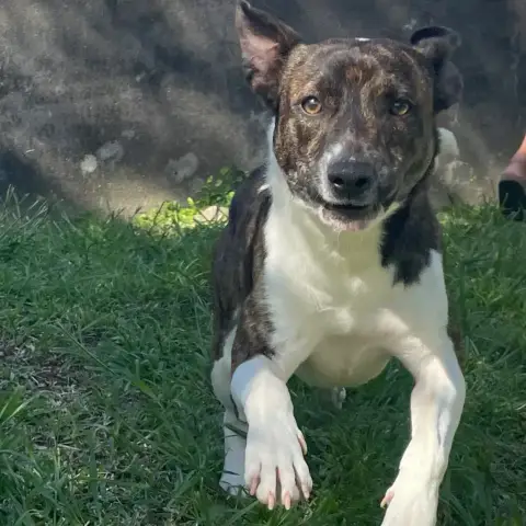 Léo