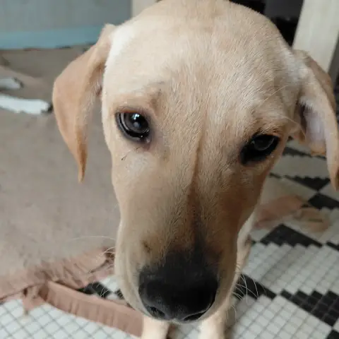 Loulou Chiot photo 2