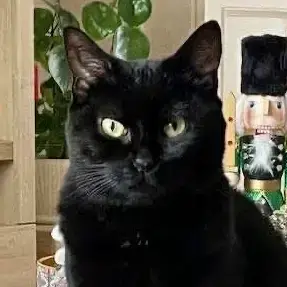Orphée