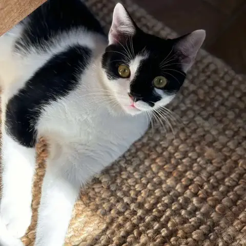 Figaro / Domino photo 2